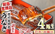 【0184369a】【緊急支援品】＜訳あり＞鰻の蒲焼き(無頭)(4尾以上・計約750g・タレ、山椒付) うなぎ ウナギ 鰻 国産 蒲焼 蒲焼き たれ 鹿児島 ふるさと 人気 支援 【アクアおおすみ】