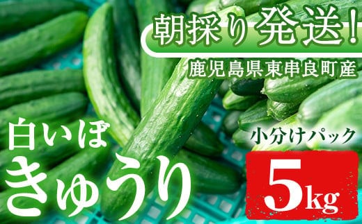【0113906a】牧内農園の白いぼきゅうり(計5kg・小分けパック) 野菜 やさい サラダ 胡瓜 キュウリ 漬物 ピクルス 小分け 大容量 期間限定【牧内農園】
