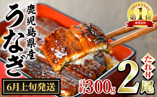 【0134332a-2606】＜6月上旬発送予定＞東串良町のうなぎ蒲焼(無頭)(2尾・計約300g・タレ、山椒付) うなぎ 高級 ウナギ 鰻 国産 蒲焼 蒲焼き たれ 鹿児島 ふるさと 人気 【アクアおおすみ】