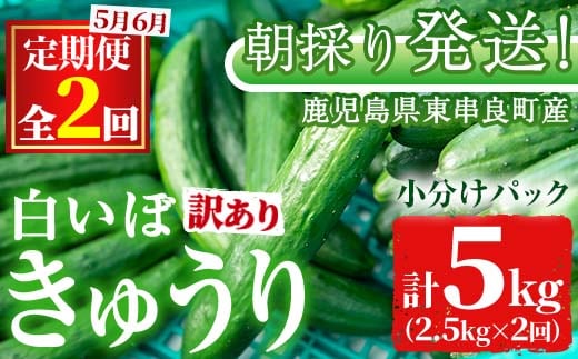 【0123905b】＜訳あり＞＜定期便・全2回(5月・6月)＞愛情たっぷり！牧内農園の白いぼきゅうり(2.5kg×2回) 不揃い 規格外 野菜 やさい 旬 新鮮 サラダ キュウリ 胡瓜 【牧内農園】