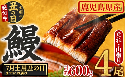 【0204348a-2607】＜土用の丑の日までにお届け＞東串良町のうなぎ蒲焼(無頭)(4尾・計約600g・タレ、山椒付) うなぎ 高級 ウナギ 鰻 国産 蒲焼 蒲焼き たれ 鹿児島 ふるさと 人気 丑の日 【アクアおおすみ】