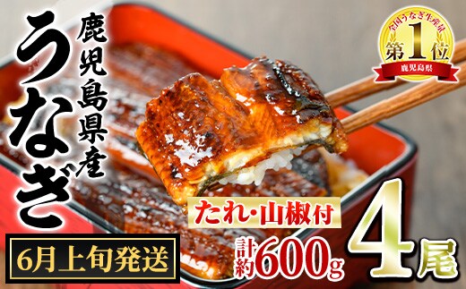 【0264343a-2606】＜6月上旬発送予定＞東串良町のうなぎ蒲焼(無頭)(4尾・計約600g・タレ、山椒付) うなぎ 高級 ウナギ 鰻 国産 蒲焼 蒲焼き たれ 鹿児島 ふるさと 人気 【アクアおおすみ】