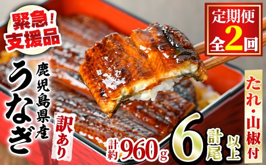【0254309b】＜定期便・全2回＞【緊急支援品】＜訳あり＞鰻の蒲焼き(無頭)(3尾以上×2回・計約960g・タレ、山椒付) うなぎ ウナギ 鰻 国産 蒲焼 蒲焼き たれ 鹿児島 ふるさと 人気 支援 【アクアおおすみ】