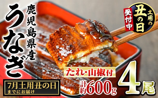 【0264343a-2607】＜土用の丑の日までにお届け＞東串良町のうなぎ蒲焼(無頭)(4尾・計約600g・タレ、山椒付) うなぎ 高級 ウナギ 鰻 国産 蒲焼 蒲焼き たれ 鹿児島 ふるさと 人気 丑の日 【アクアおおすみ】