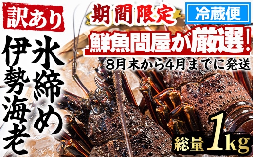【0343207a】＜訳あり＞朝獲れ発送！鮮魚問屋が厳選した氷締め伊勢海老(2尾・総量1kg以上) えび 魚介類 海鮮 刺身 塩焼き【江川商店】