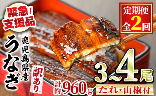 【0324302b】＜定期便・全2回＞【緊急支援品】＜訳あり＞鰻の蒲焼き(無頭)(3～4尾×2回・計約960g・タレ、山椒付) うなぎ ウナギ 鰻 国産 蒲焼 蒲焼き たれ 鹿児島 ふるさと 人気 支援 【アクアおおすみ】