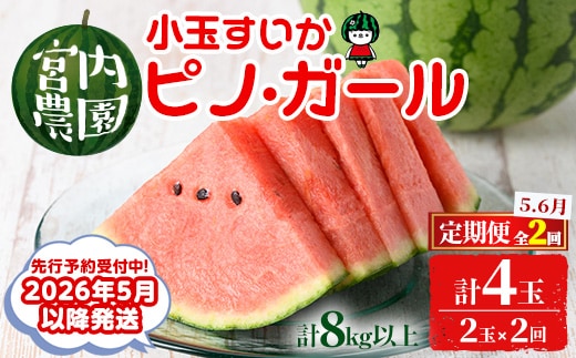【0325001b】《2026年5月以降発送》＜定期便・全2回＞小玉すいか・ピノ・ガール(2玉×2回・計8kg以上) 果物 果実 フルーツ スイカ ピノガール 数量限定 期間限定 定期便 5月 6月 【宮内農園】
