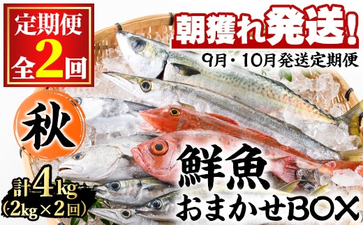 【0301102b】＜定期便・全2回(9月・10月)＞「秋の鮮魚BOX」朝獲れ発送！鮮魚問屋が厳選したおまかせ鮮魚(約2kg程度×2回)魚 魚介類 鮮魚 海鮮 詰め合わせ セット 刺身 天ぷら 煮つけ 塩焼き【江川商店】