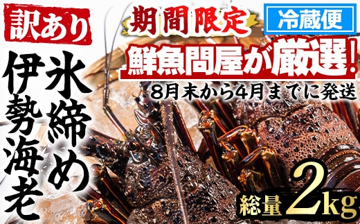 【0683209a】＜訳あり＞朝獲れ発送！鮮魚問屋が厳選した氷締め伊勢海老(2～5尾・総量2kg以上) 伊勢エビ 伊勢えび 刺身 さしみ えび 海老 魚介類 海鮮 刺身 塩焼き 訳あり 訳アリ 【江川商店】