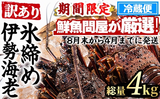 【1353211a】＜訳あり＞朝獲れ発送！鮮魚問屋が厳選した氷締め伊勢海老(4～10尾・総量4kg以上) 伊勢エビ 伊勢えび 刺身 さしみ えび 海老 魚介類 海鮮 刺身 塩焼き 訳あり 訳アリ 【江川商店】