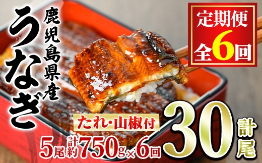【1504304b】＜定期便・全6回＞東串良町のうなぎ蒲焼(無頭)(5尾・計約750g・タレ、山椒付×6回)うなぎ 高級 ウナギ 鰻 国産 蒲焼 蒲焼き たれ 鹿児島 ふるさと 人気【アクアおおすみ】