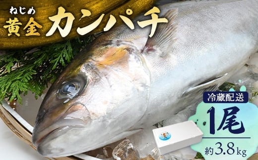 【着日指定可】鹿児島 ねじめ黄金カンパチ 1尾 約3.8kg (3.6～4.0kg) | 魚 直送 冷蔵 養殖 根占 さかな 身が引き締まった かんぱち 漁師 刺身 寿司 しゃぶしゃぶ ぷりぷり食感 鹿児島県 南大隅町 ねじめ漁業協同組合 D7501