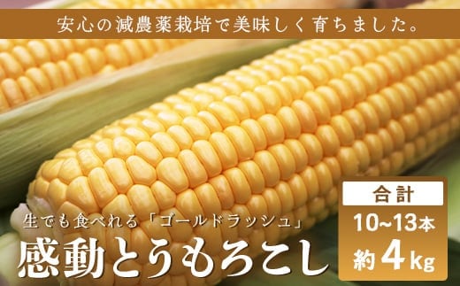 【数量限定】 【先行予約・2026年5月～】感動とうもろこし ( 約4kg / 10～13本 )｜野菜 やさい とうもろこし ゴールドラッシュ トウモロコシ 新鮮 産地直送 先行予約 数量限定 4kg （AX7521）
