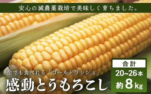 【数量限定】 【先行予約・2026年5月～】感動とうもろこし ( 約8kg / 20～26本 )｜野菜 やさい とうもろこし ゴールドラッシュ トウモロコシ 新鮮 産地直送 先行予約 数量限定 8kg （AX7522）