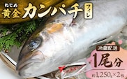【配送日指定可能】鹿児島 ねじめ黄金カンパチ フィレ 1尾（約1,250g×2枚）冷蔵便 | 魚 直送 養殖 根占 さかな 身が引き締まった かんぱち 漁師 刺身 寿司 しゃぶしゃぶ ぷりぷり食感 鹿児島県 南大隅町 ねじめ漁業協同組合 D7506