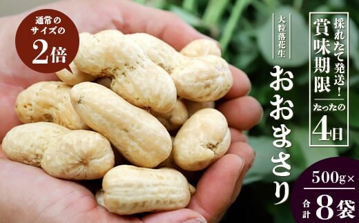 【先行予約】食べ応え抜群の大粒落花生「おおまさり」500g袋×８袋≪数量限定≫ FR-314｜鹿児島県産 野菜 やさい 食品 人気 おすすめ 送料無料 落花生 おおまさり 産地直送 新鮮 南大隅町
