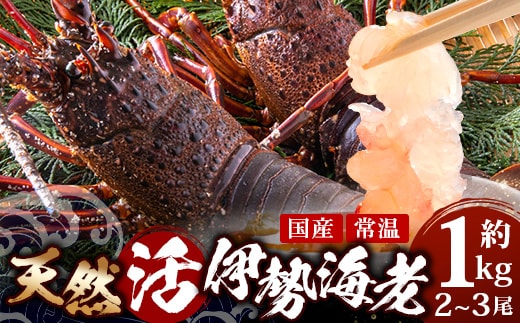 【数量限定・先行予約】鹿児島佐多岬 天然 活 伊勢海老 ＼＼約1kg 2～3尾／／ ≪2026年11月下旬より発送予定≫AB-501 ｜国産 えび イセエビ 伊勢エビ 常温 産地直送 天然 年末 天然 鹿児島県 南大隅町 本土最南端 佐多岬