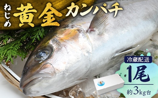 産地直送！黒潮育ちの黄金の輝き、ねじめ黄金カンパチ 【着日指定可】<2026年7月～9月配送不可> 鹿児島県 ねじめ黄金カンパチ 1尾 約3kg台 JF-501 | 魚 直送 養殖 根占 さかな かんぱち 漁師 刺身 寿司 鹿児島県 南大隅町 漁業協同組合ねじめ支所