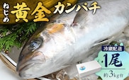 産地直送！黒潮育ちの黄金の輝き、ねじめ黄金カンパチ 【着日指定可】<2026年7月～9月配送不可> 鹿児島県 ねじめ黄金カンパチ 1尾 約3kg台 JF-501 | 魚 直送 養殖 根占 さかな かんぱち 漁師 刺身 寿司 鹿児島県 南大隅町 漁業協同組合ねじめ支所