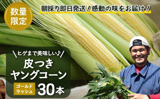 【数量限定】 【2027年5月先行予約】ヒゲまで美味しい！「皮つき ヤングコーン 約30本」 FR-520 ｜2027年 先行予約 限定 レシピ付き ゴールドラッシュ ベビーコーン 朝採れ グリル 天ぷら 味覚 新鮮 産地直送 皮付き 野菜 旬 本土最南端 鹿児島県 南大隅町 株式会社フォレスト