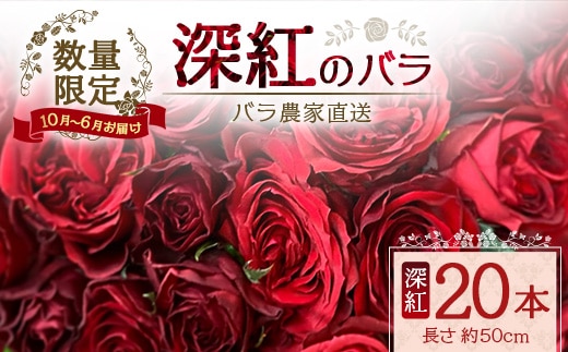 【クリスマス・年内お届けは12/15申込締切】数量限定・ギフト対応 ばら農家直送！深紅の薔薇20本 TB-17│ローズ 新鮮 バラ 花 フラワー 花束 ばら 薔薇 誕生日 記念日 結婚祝い プロポーズ ギフト プレゼント お祝い 贈り物 贈答 鹿児島県 南大隅町 富田バラ園