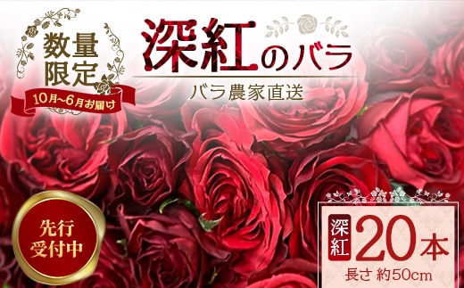 ※先行予約※【数量限定・ギフト】 ばら農家直送！深紅の薔薇20本お届け TB-17│ローズ 新鮮 バラ 花 フラワー 花束 ばら 薔薇 誕生日 記念日 結婚祝い プロポーズ ギフト プレゼント お祝い 贈り物 贈答 鹿児島県 南大隅町 富田バラ園