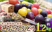 【先行予約・数量限定】2026年7月下旬発送 ＜訳あり＞ 本土最南端ぶどう ころころぶどうパック 約1.2㎏ TE707｜期間限定 家庭用 産地直送 旬 ブドウ 葡萄 ぶどう フルーツ 果物 くだもの 果実 食べ比べ 鹿児島県 南大隅町 有限会社ティエラ　