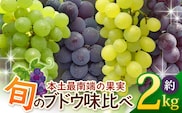 【先行予約・数量限定】2026年7月下旬発送 旬のブドウ味くらべ約2kg (5～6房) TE708｜期間限定 産地直送 旬 ブドウ 葡萄 ぶどう フルーツ 果物 くだもの 果実 食べ比べ 鹿児島県 南大隅町 有限会社ティエラ