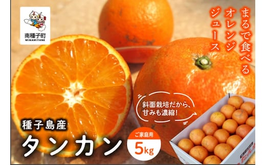 《 先行予約 》【2027年2月中旬～3月中旬頃順次発送】種子島産タンカン(ご家庭用) 約5kg(24玉～36玉)