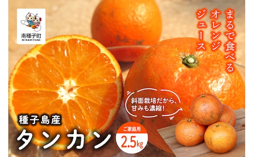《 先行予約 》種子島産タンカン(ご家庭用)約2.5kg（12～18玉）【2027年2月中旬～3月中旬頃順次発送】