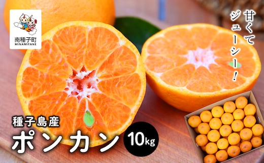 《 先行予約 》【2025年12月中旬頃〜1月中旬頃順次発送】種子島産ポンカン約10kg（約65玉）