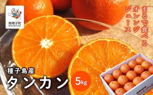 《 先行予約 》【2026年2月中旬〜3月中旬頃順次発送】種子島産タンカン約5kg（24玉～30玉）