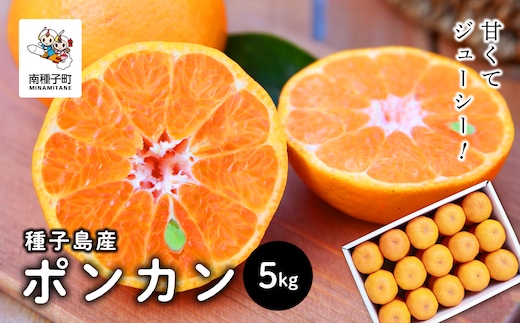 《 先行予約 》【2025年12月中旬頃〜1月中旬頃順次発送】種子島産ポンカン約5kg（24玉～30玉）