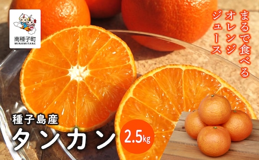 《 先行予約 》【2026年2月中旬〜3月中旬頃順次発送】種子島産タンカン約2.5kg（12～18玉）
