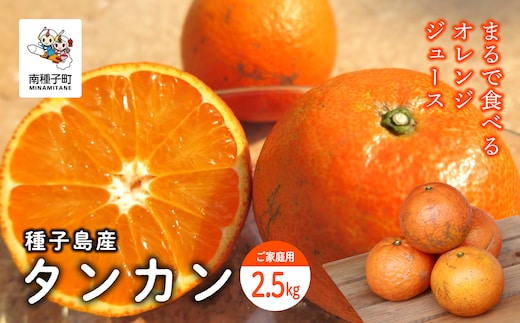 《 先行予約 》【2026年2月中旬〜3月中旬頃順次発送】種子島産タンカン(ご家庭用)約2.5kg（12～18玉）