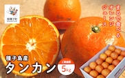 《 先行予約 》【2026年2月中旬〜3月中旬頃順次発送】種子島産タンカン(ご家庭用) 約5kg(24玉～36玉)