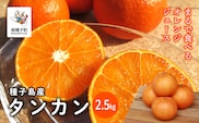 《 先行予約 》【2026年2月中旬〜3月中旬頃順次発送】種子島産タンカン約2.5kg（12～18玉）