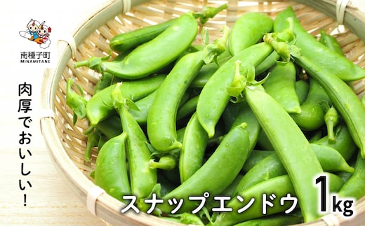 【先行予約】 種子島 スナップエンドウ 人気 種子島産 返礼品 南種子町 鹿児島 かごしま 【12月発送予定】【のっちーよ種子島】