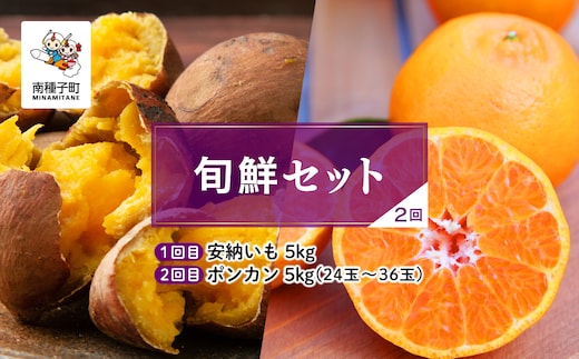 【先行予約】【定期便】 種子島 旬鮮セット 全２回 安納芋 ポンカン 人気 種子島産 返礼品 南種子町 鹿児島 かごしま 【のっちーよ種子島】