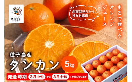 《 先行予約 》種子島産タンカン約5kg（24玉～30玉）【2027年2月中旬～3月中旬頃順次発送】