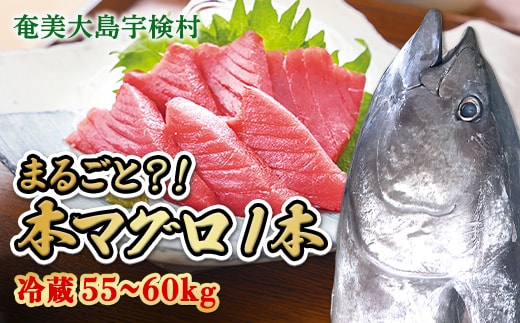 【 宇検村産 】 本マグロ 【1本 約 55 ~ 60 kg】 冷蔵 マグロ まぐろ 鮪 本鮪 本マグロ 養殖 内臓抜き 尾なし 1尾 姿 トロ 中トロ 中とろ 大トロ 大とろ 赤身 中落とし 刺身 カマ ほぼ まるごと 海鮮 お祝い パーティー 贈答 豪華 100万 百万