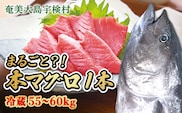 【 宇検村産 】 本マグロ 【1本 約 55 ~ 60 kg】 冷蔵 マグロ まぐろ 鮪 本鮪 本マグロ 養殖 内臓抜き 尾なし 1尾 姿 トロ 中トロ 中とろ 大トロ 大とろ 赤身 中落とし 刺身 カマ ほぼ まるごと 海鮮 お祝い パーティー 贈答 豪華 100万 百万