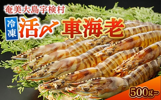 【冷凍】 車海老 【500g】 贈答箱入り 活〆車えび エビ 魚介 海鮮 奄美大島 宇検村 鹿児島 鹿児島県宇検村