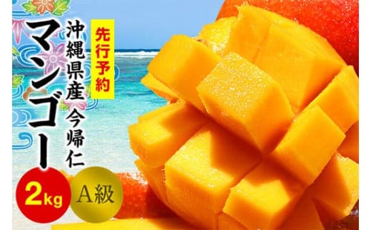 今帰仁マンゴーA級2kg以上【先行予約】【2026年6月中旬～8月中旬頃発送】生産者直送