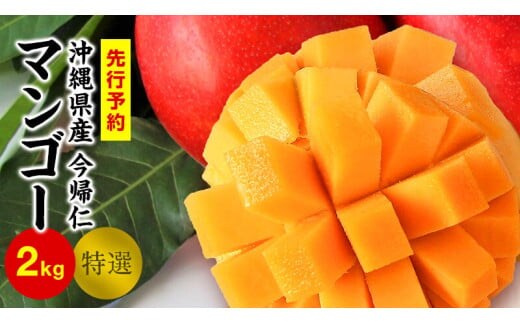 今帰仁マンゴー特選2kg以上【先行予約】【2026年6月中旬～8月中旬頃発送】生産者直送