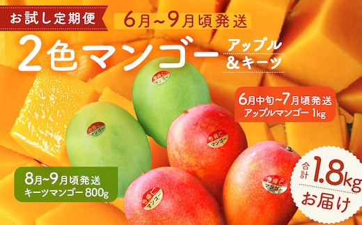 【お試し定期便】今帰仁2色マンゴー（赤・緑）【先行予約】【2026年 赤：6月中旬～7月頃 緑：８月～9月頃発送】生産者直送