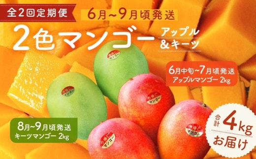 【定期便】今帰仁2色マンゴー（赤・緑）【先行予約】【2026年 赤：6月中旬～7月頃 緑：８月～9月頃発送】生産者直送