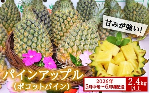 【先行予約】【2026年5月中旬～6月頃配送】今帰仁産パインアップル（ポコットパイン）2.4kg以上