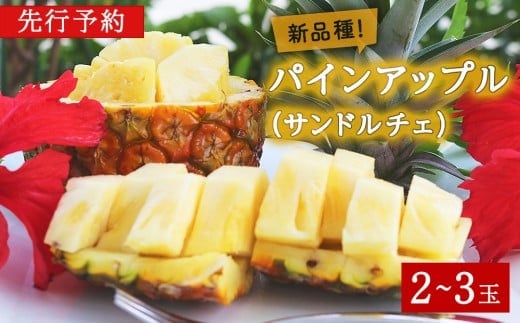 【2026年7月～8月頃配送】今帰仁産パインアップル（サンドルチェ）2～3玉