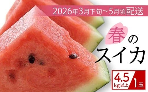 【（有）今帰仁すいか】春のスイカ 4.5kg【2026年3月下旬～5月頃発送】